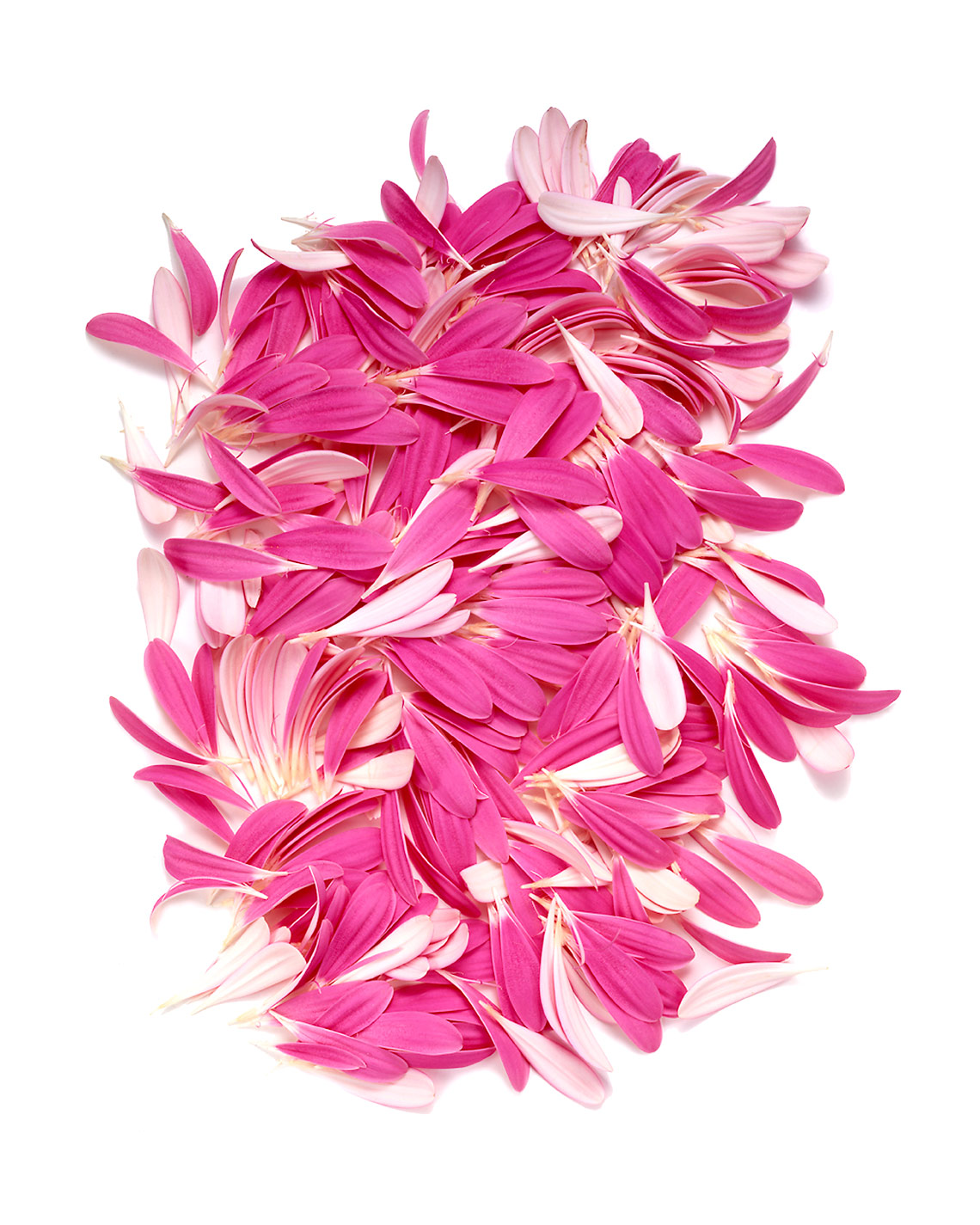 93-Pink-Petals-FINAL_mc.jpg